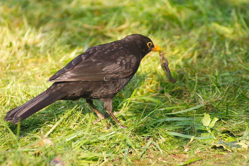 带虫的黑鸟羽毛黑色鸟类绿色栖息荒野食物蓝色眼睛野生动物图片