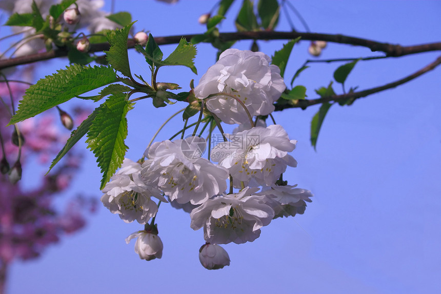白樱花花蓝色天空树叶玫瑰花朵图片