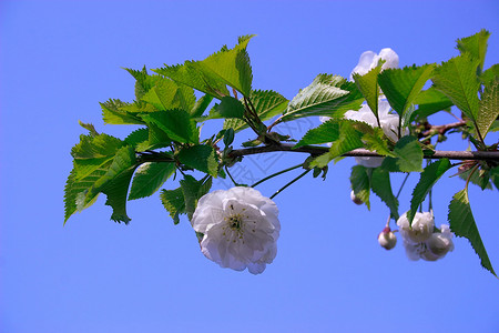 白樱花花玫瑰花朵蓝色天空树叶背景图片