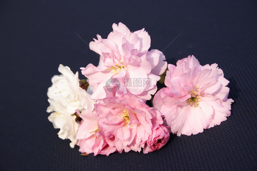 粉红和白樱花图片