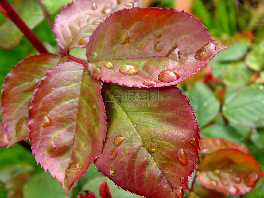 树叶和雨滴图片