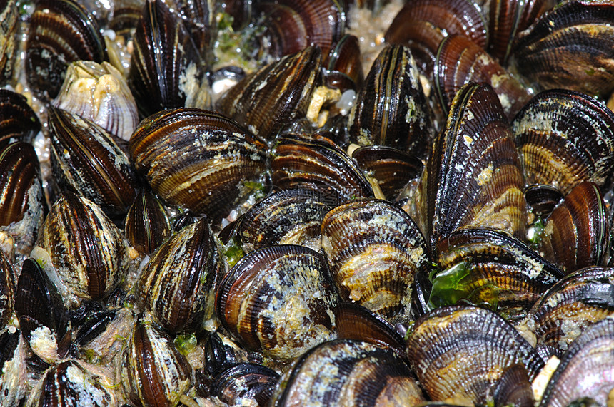 环贝壳群集海岸海藻海滩石头支撑海浪食物海洋牡蛎岩石图片