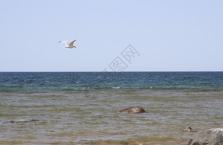 飞行高空手套天空钓鱼公园海鸥太阳蓝色岩石晴天淡水高清图片