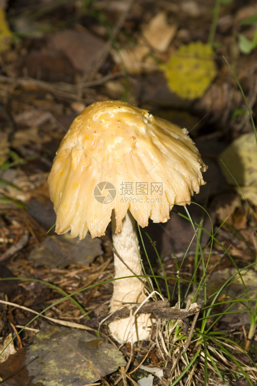 蘑菇白色宏观食物孢子木头厨师森林晴天实体园艺图片