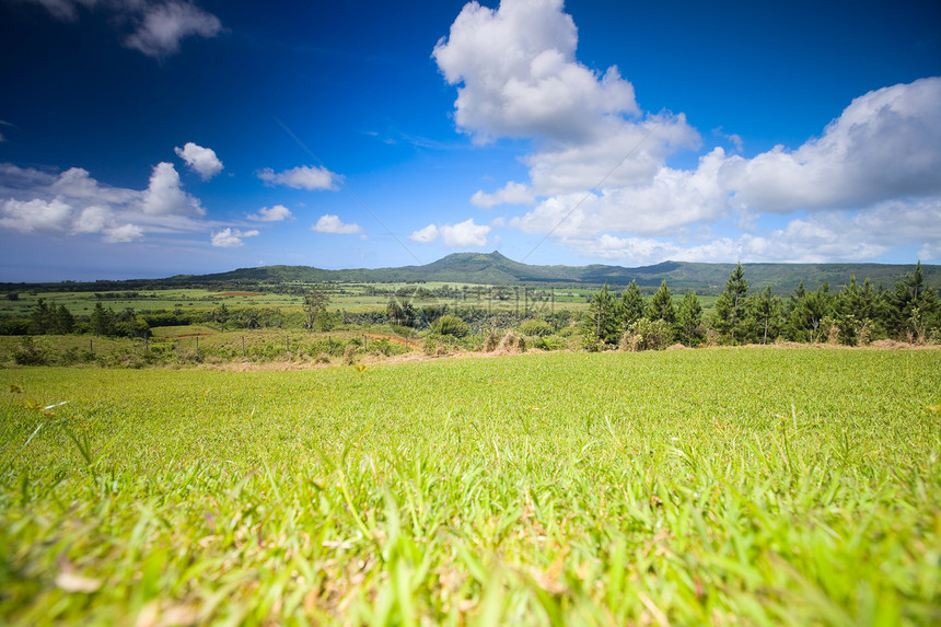 毛里求斯景观种植园栽培农业绿色热带天空甘蔗蓝色晴天爬坡图片