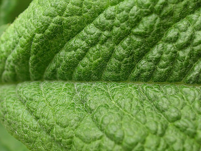 绿树绿色背景宏观绿色植物植物照片叶子背景图片