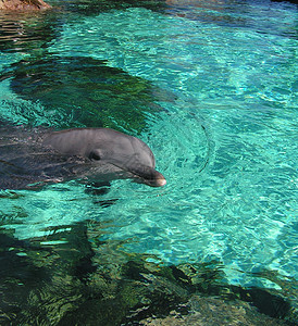 海豚脚蹼野生动物俘虏灰色海洋水池动物动物园哺乳动物水族馆背景图片