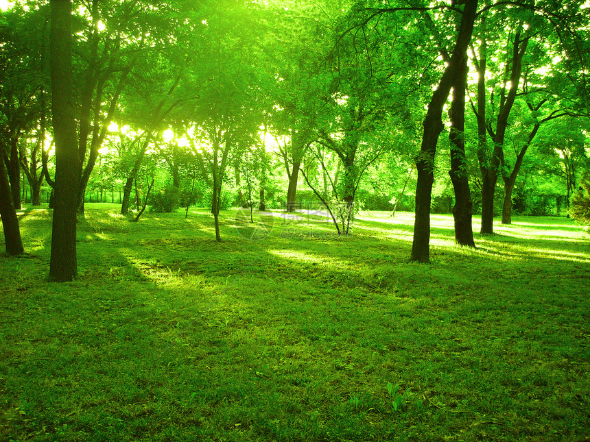 森林晴天树木阴影太阳季节枝条绿色公园木头树叶图片