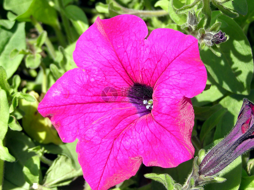 鲜花花园植物草地自然公园植被花香图片