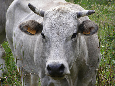 奶牛动物农场草地背景图片