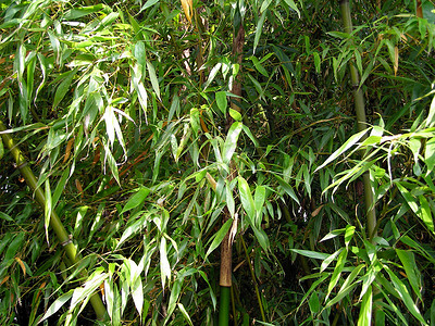 竹子花园野生动物叶子绿色公园木头植被树木森林荒野背景图片
