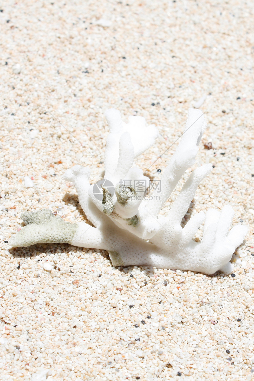 珊瑚白色石头图片