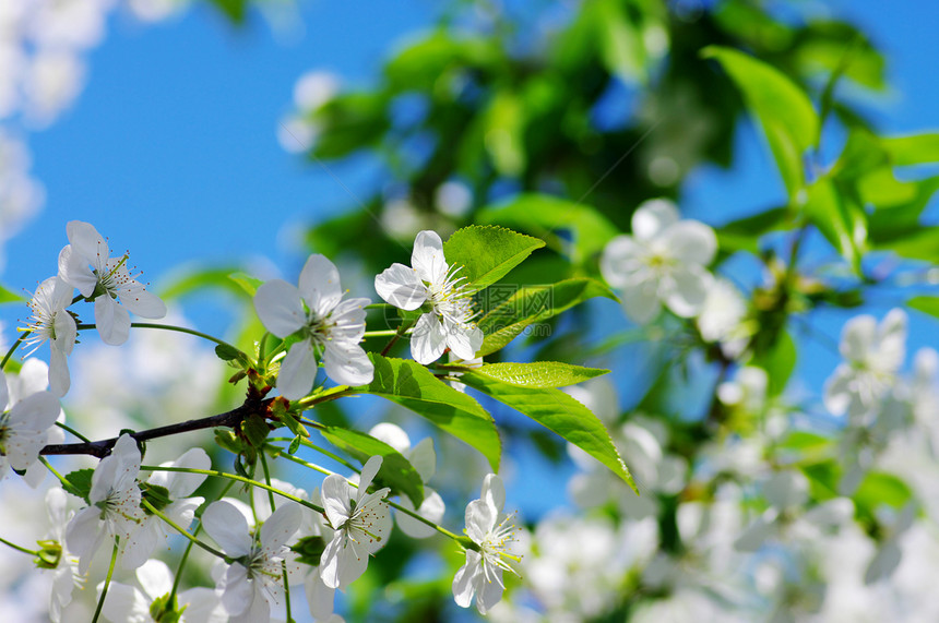 树木树枝 天然本底有樱花环境阳光气候冥想花瓣植物群园艺花园生长植物图片
