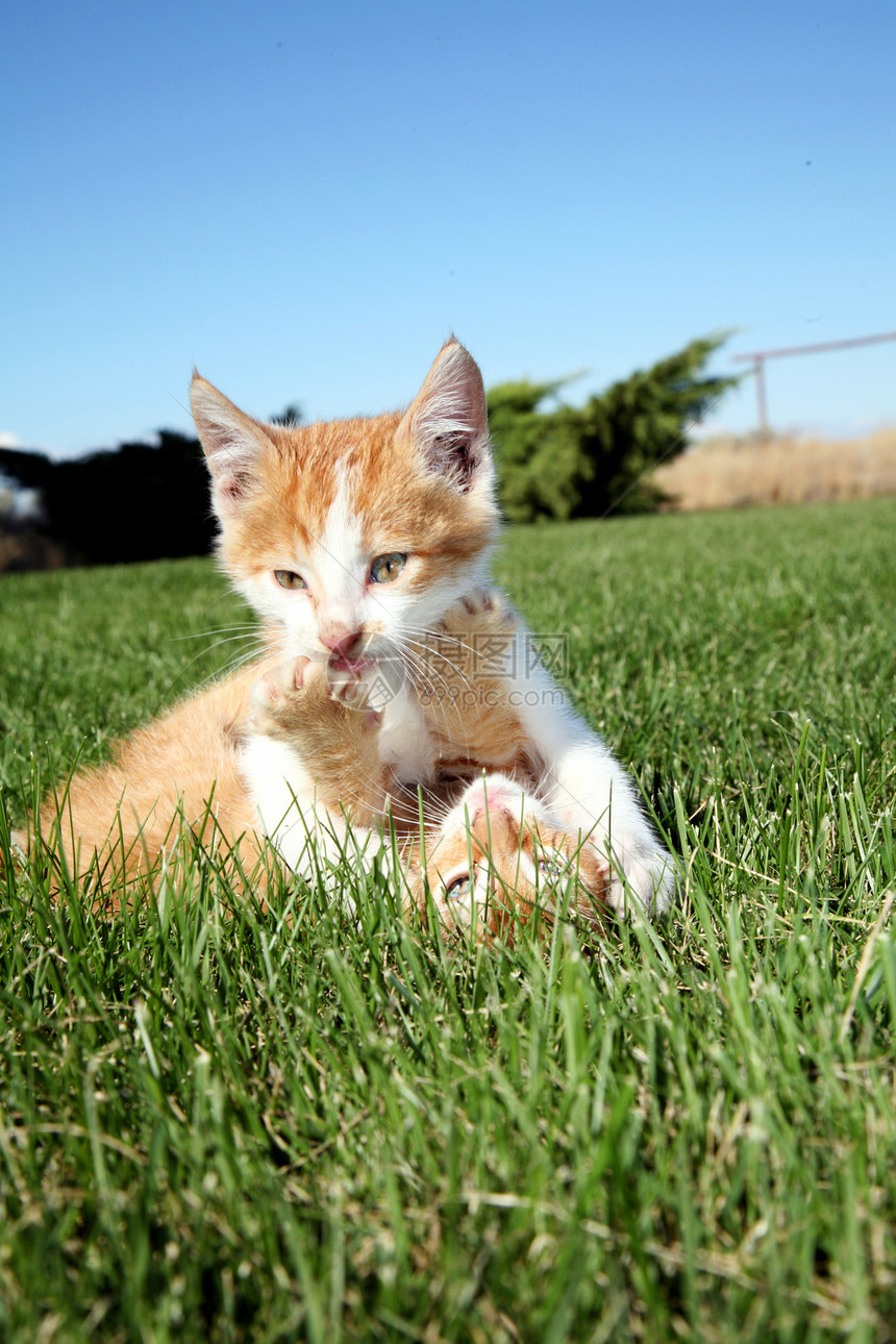 仅位宠物婴儿小猫蓝色动物天空草地图片