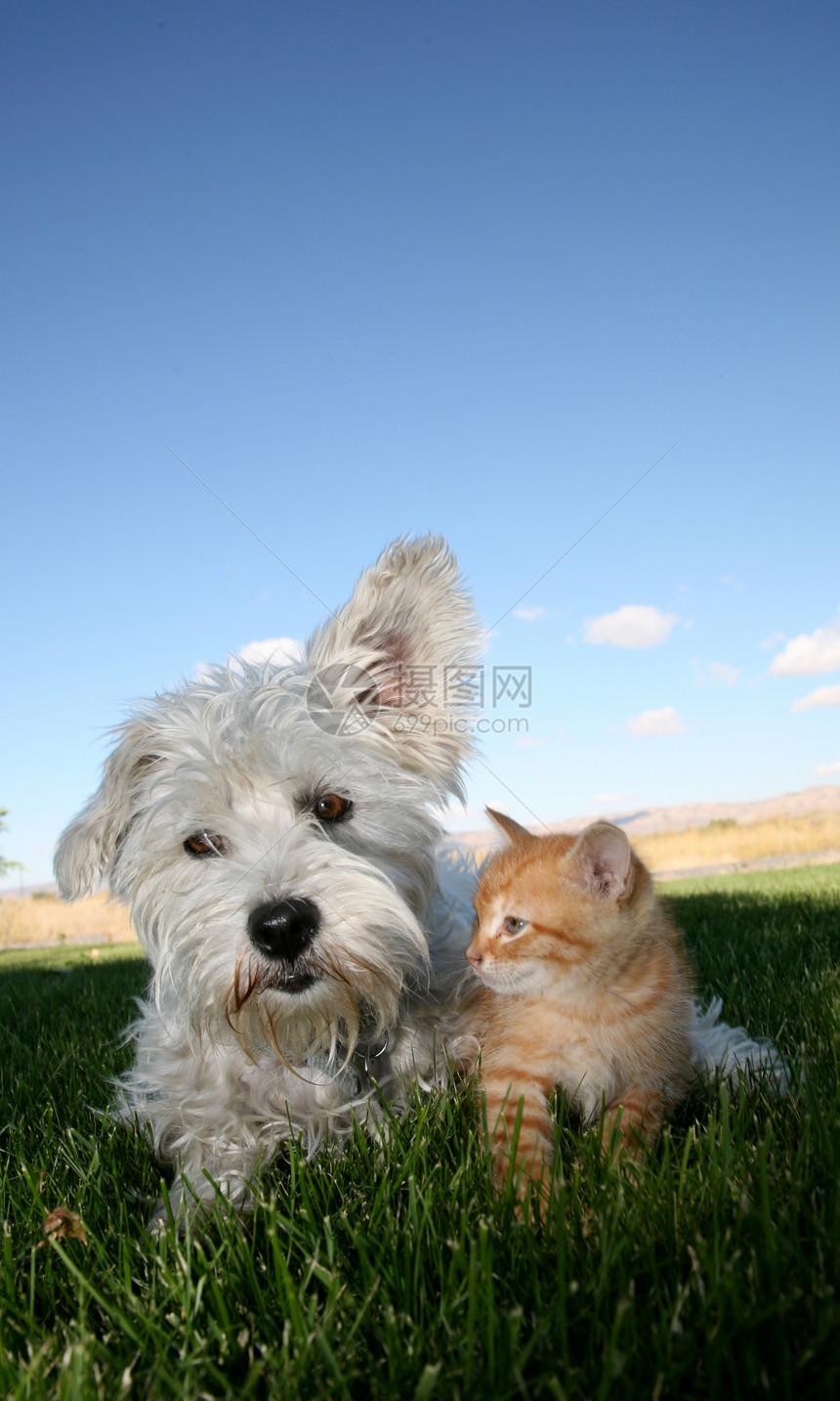 猫和狗蓝色绿色婴儿小猫宠物草地动物天空哺乳动物图片