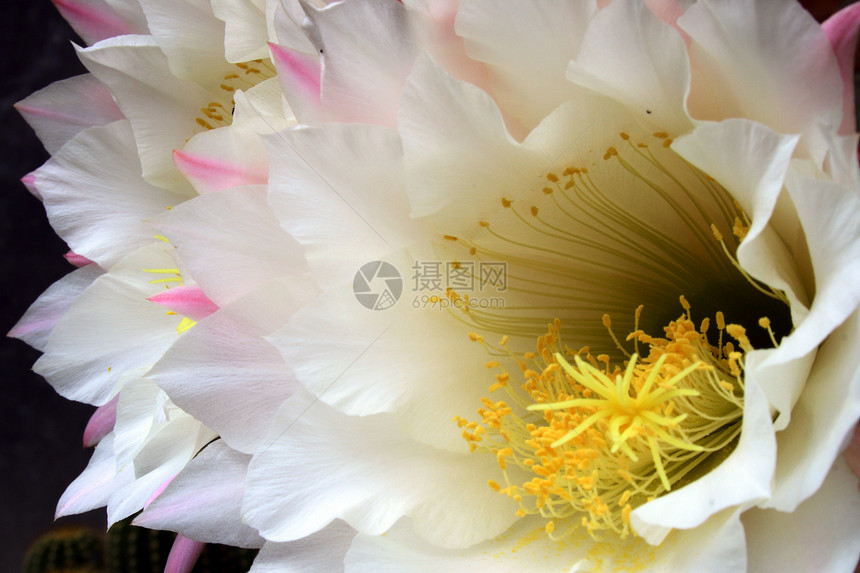 苏双花瓣肉质白色花粉图片