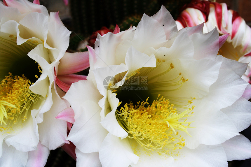 苏双肉质花粉花瓣白色图片