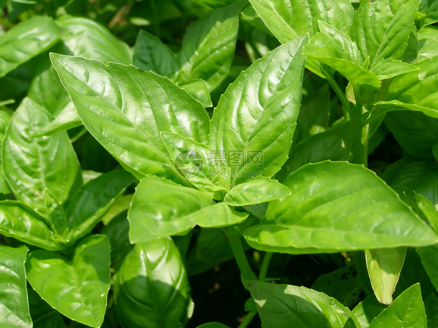 巴西尔美食食物绿色香蒜植物植被图片