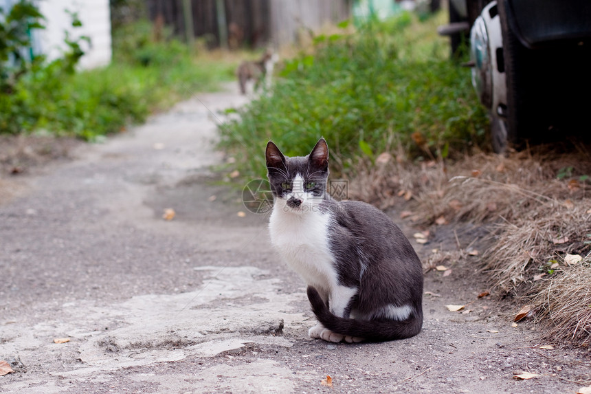 猫咪坐在路上宠物动物灰色树叶压力姿势绿色街道小猫白色图片