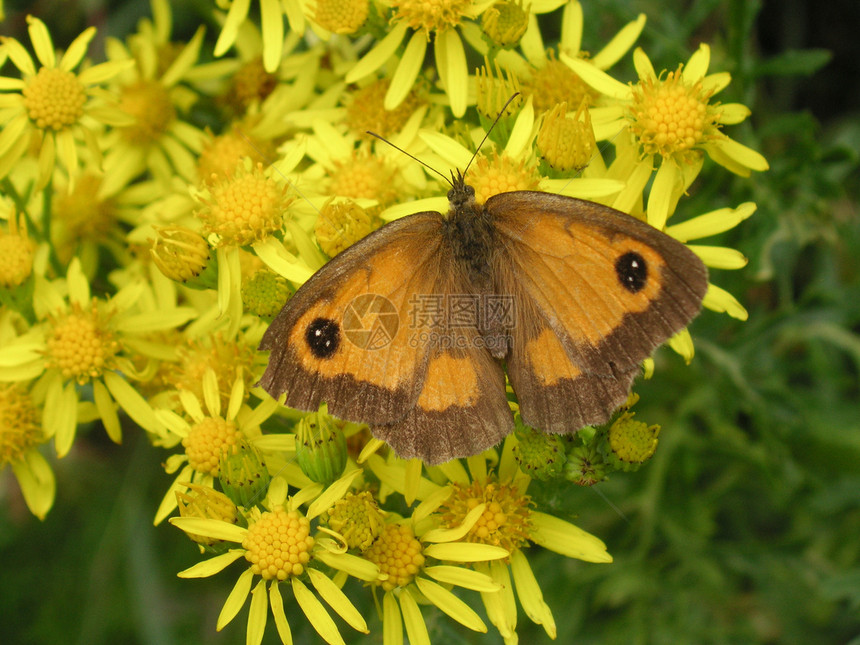 花儿上的蝴蝶触角花粉棕色天线踏板花朵花园昆虫翅膀雏菊图片