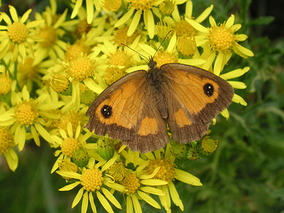 花儿上的蝴蝶触角花粉棕色天线踏板花朵花园昆虫翅膀雏菊背景图片