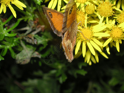 花儿与蝴蝶花儿上的蝴蝶踏板花园棕色昆虫花粉翅膀雏菊天线触角绿色背景