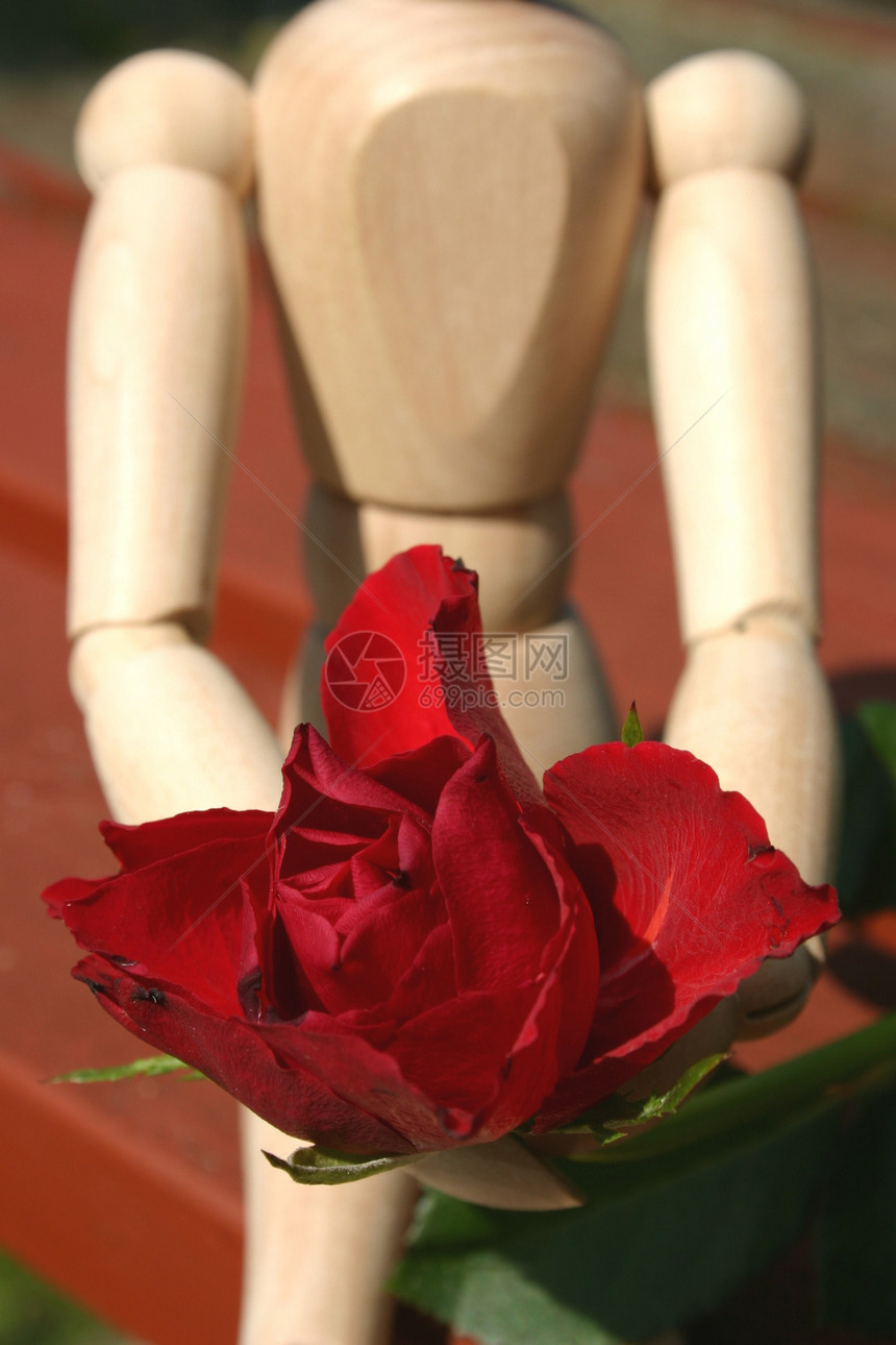 红玫瑰 为爱的一首特辑女性玫瑰奉献男性概念希望红色热情图片