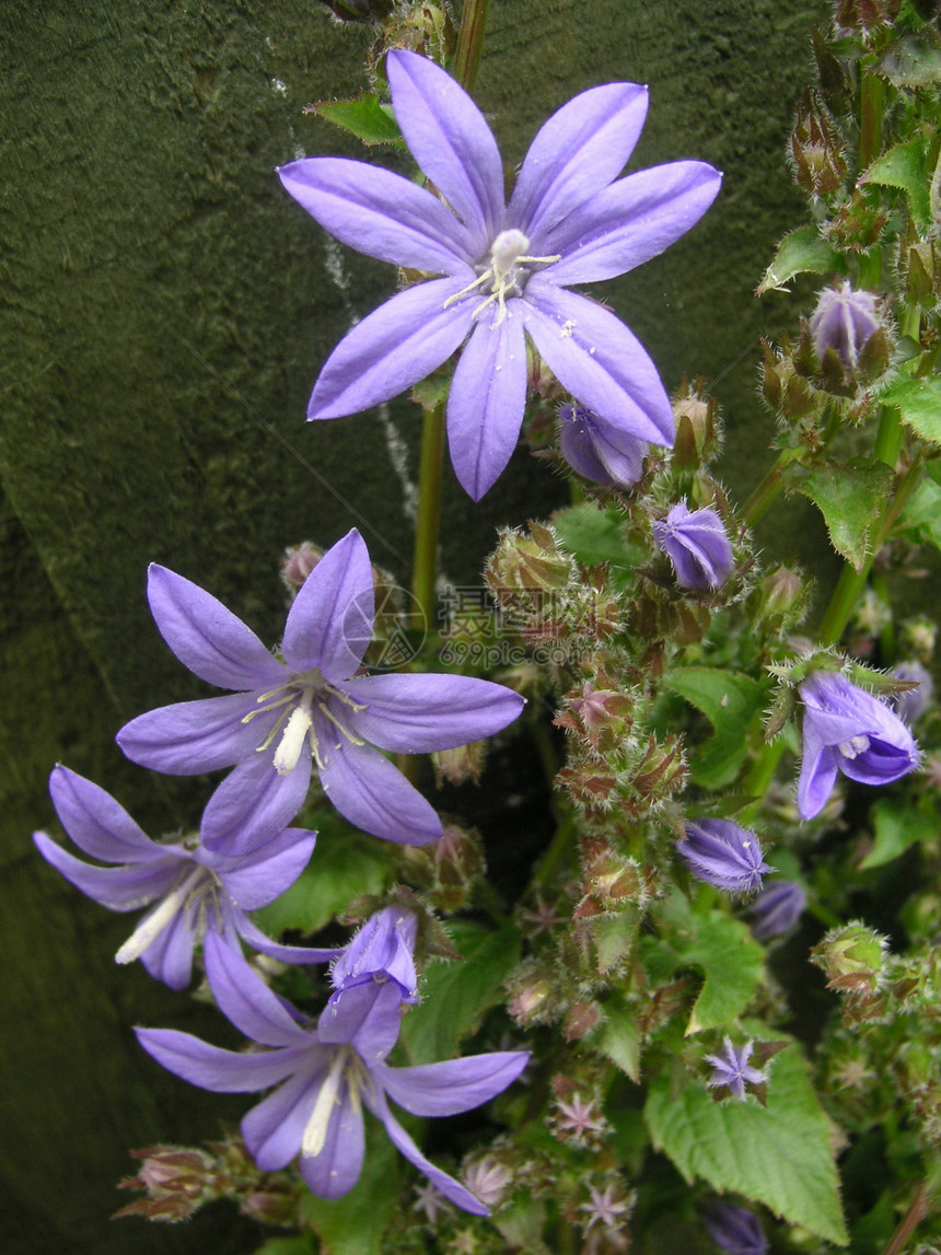 百万铃被褥花园紫色星状生长宏观植物图片
