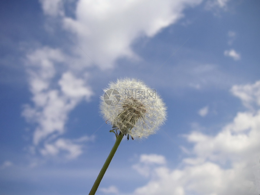 Dandelion 种子头柔软度荒野地球植物时间过敏花园季节蓝天草地图片