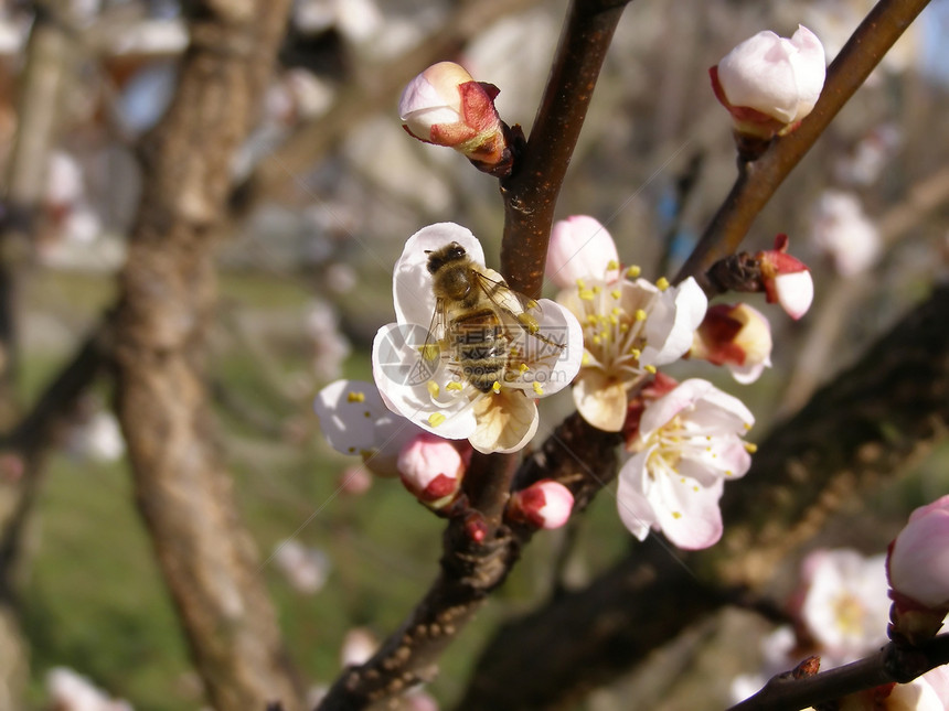 从花朵中采蜜蜜蜂杏子水果桃子花蜜图片