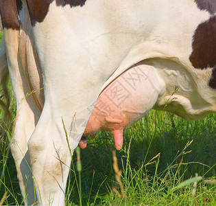 水面牛头山雀哺乳动物毛皮生物场景牧场奶牛场地农业宏观背景图片