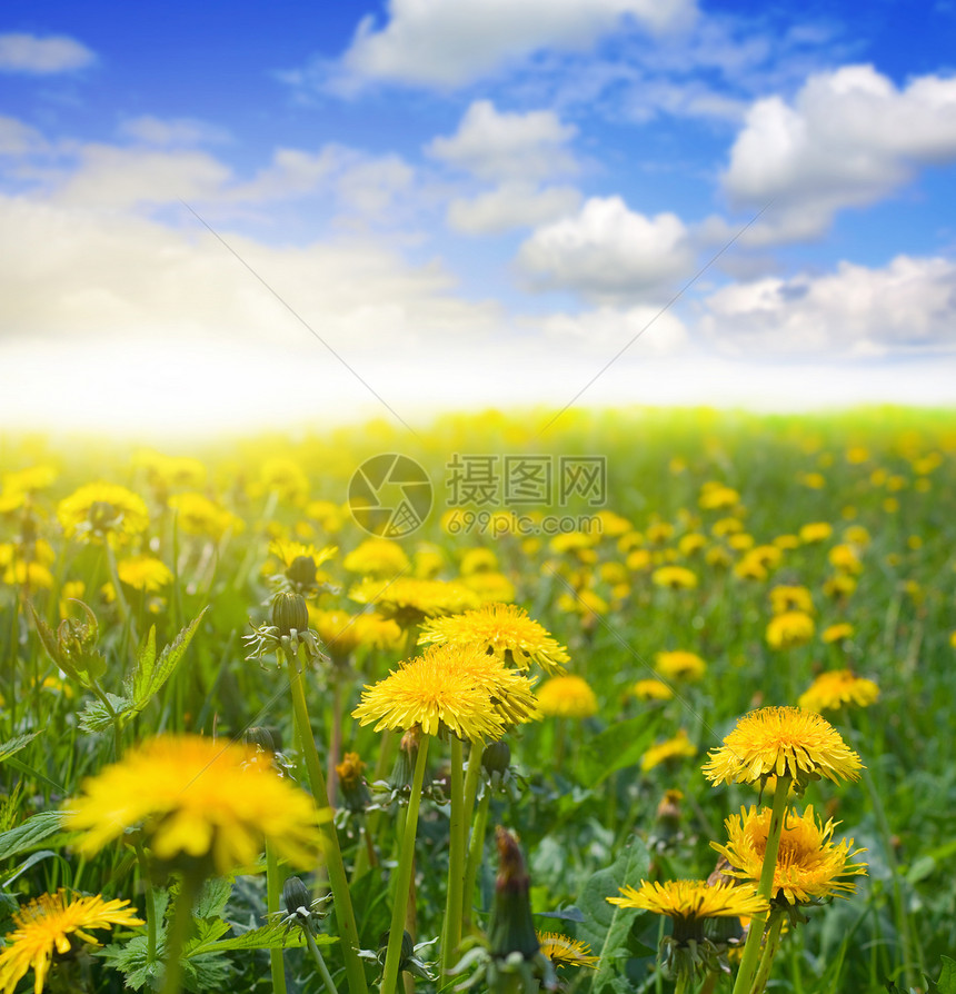 dandelion 字段宏观生长草地天空太阳蓝色植物花朵阳光野花图片