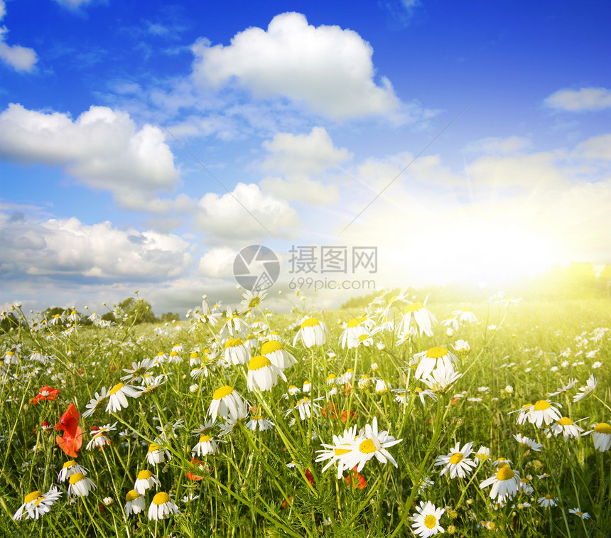 花田 夏月风景爬坡蓝色野花季节场地环境农场土地场景雏菊图片
