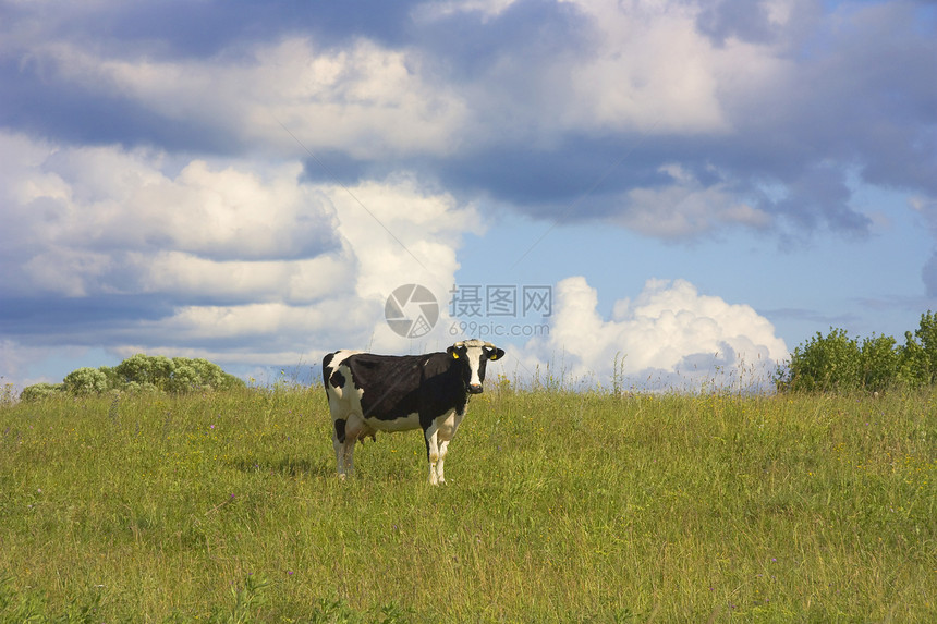 在草地上的牛奶牛蓝色动物稻草爬坡农场农业家畜地平线哺乳动物图片