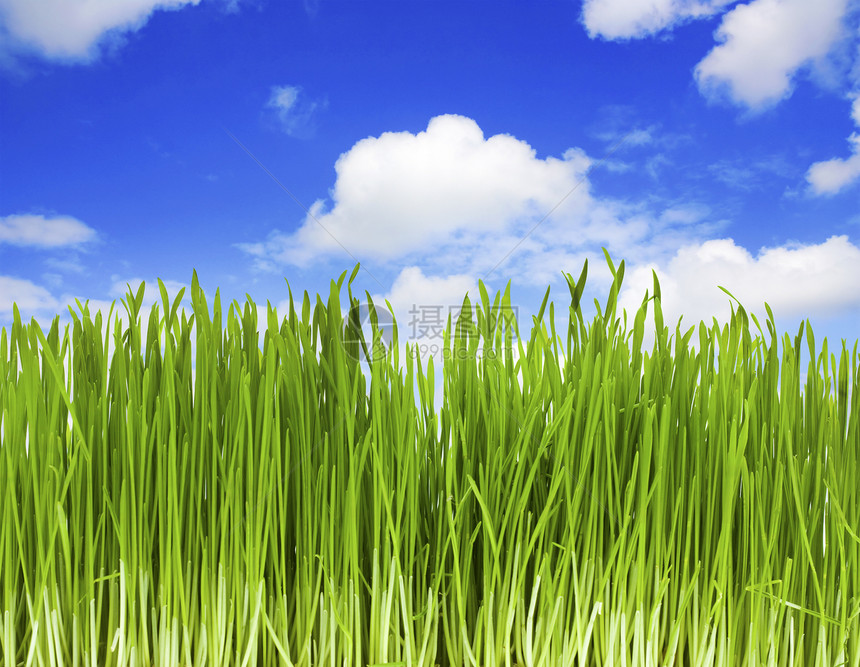 绿草 蓝天空草皮天空活力花园场地蓝色土地季节草地牧场图片