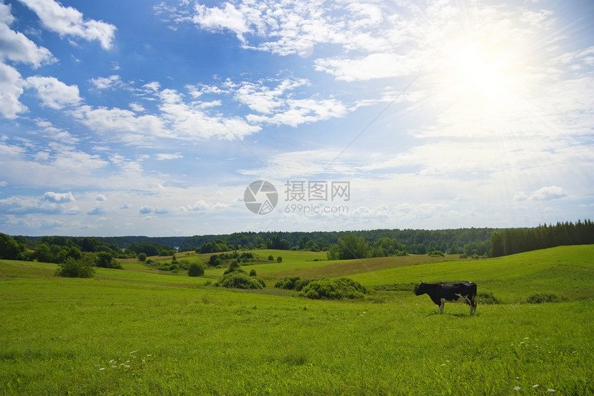 夏日风景与牛 太阳图片