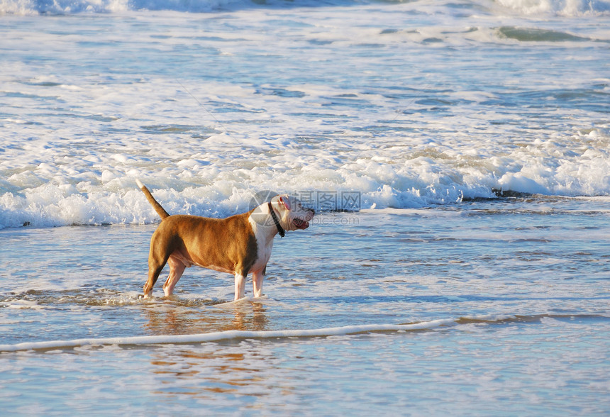 海滩上的狗狗犬类海浪阳光宠物男性乐趣生活蓝色支撑动物图片