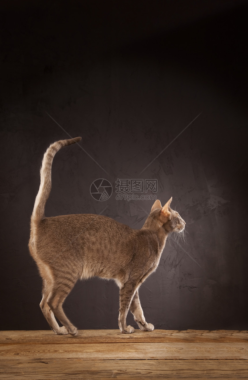 短毛猫站立眼睛宠物哺乳动物头发短发小猫猫科动物尾巴生物工作室图片