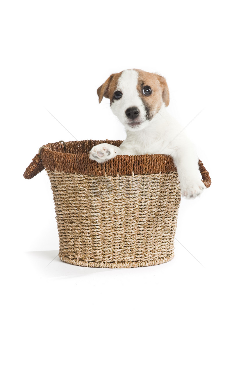 可爱的杰克罗塞尔小狗白色篮子朋友犬类动物工作室哺乳动物猎犬生物棕色图片
