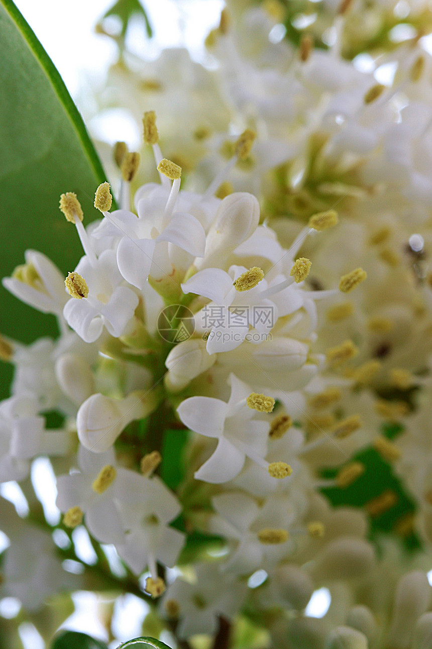 闪光灌木白色植物学叶子粉色绿色植物脆弱性花瓣季节生活图片