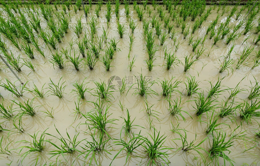 大稻田旅行食物假期环境场地谷物村庄热带植物农田图片