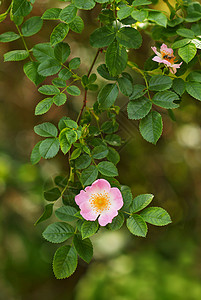 狂野园艺疗法植物芳香香水花瓣绘画植物群花园气味高清图片