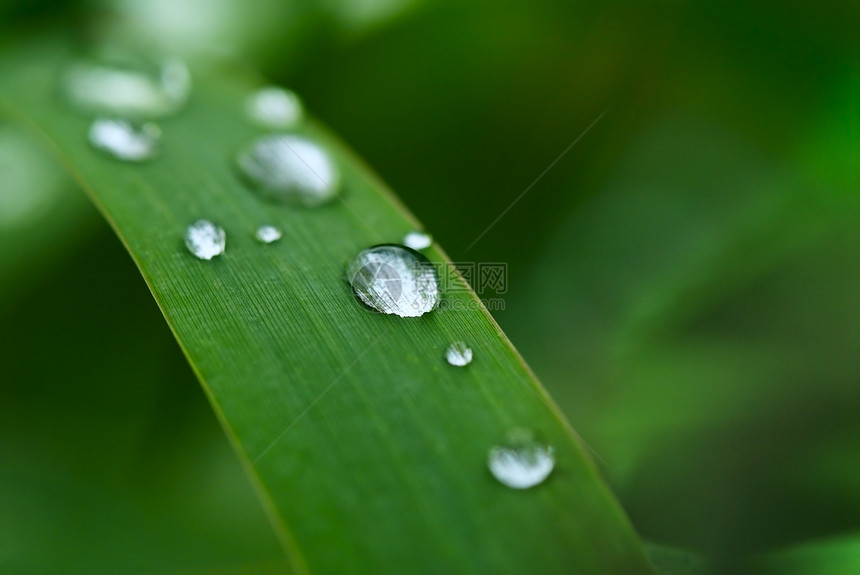 下滴草地植物环境圆圈刀刃水滴树叶生长反射叶子图片