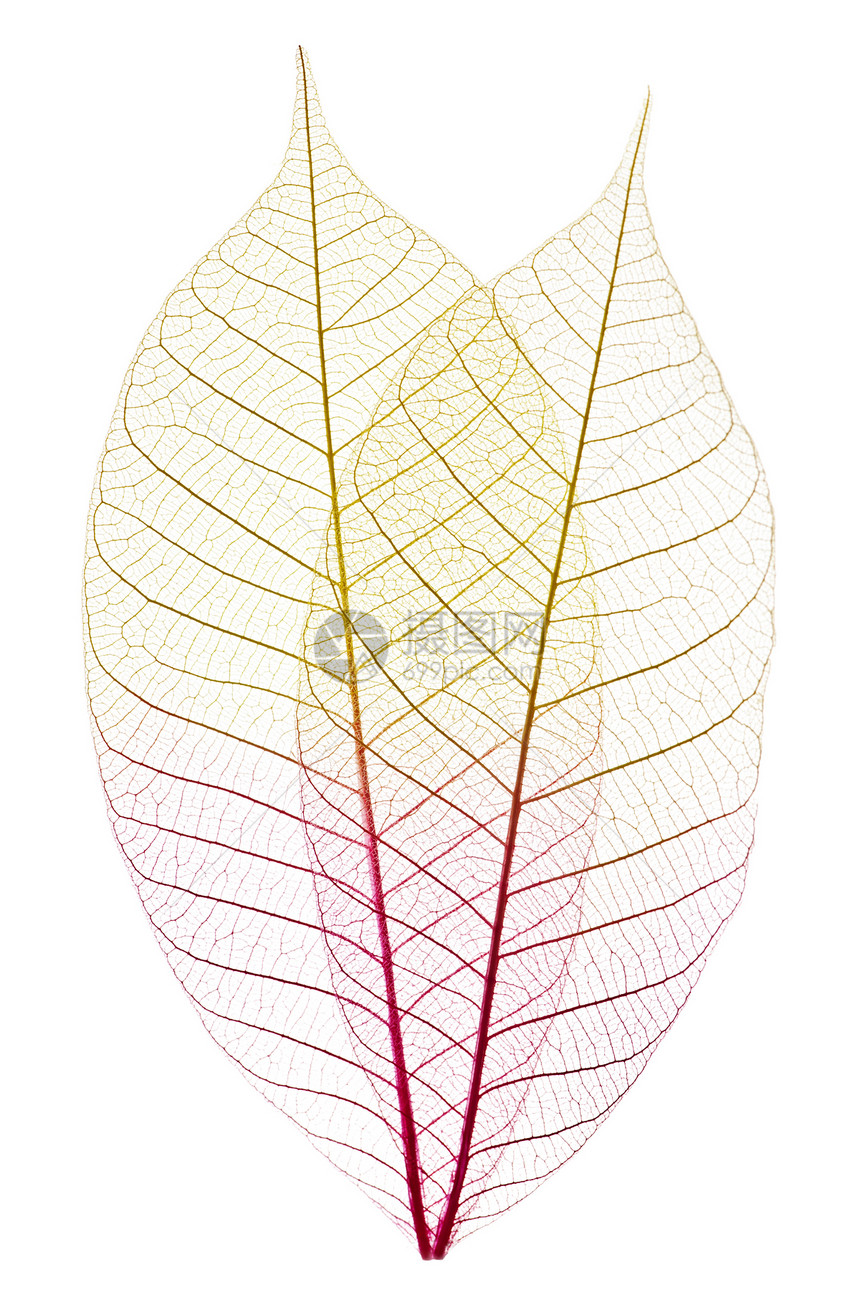 叶宏观橡皮静脉紫色黄色叶子骨骼染料白色植物学图片