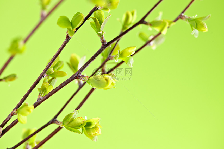 有绿春叶的树枝生长环境叶子生态分支机构绿色植物植物灌木季节绿色图片
