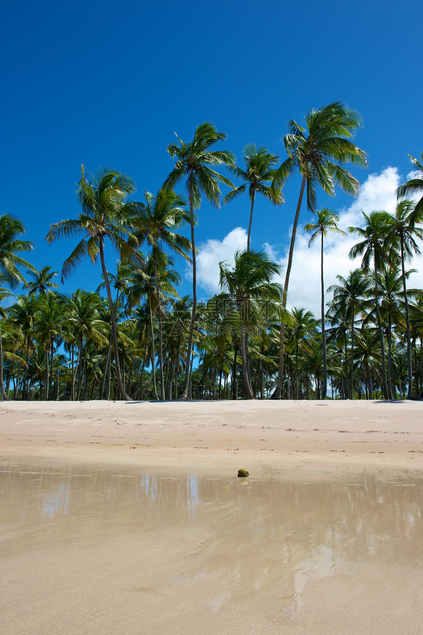 巴西天堂巴西海滩海景异国气候热带目的地海岸线风景蓝色旅游太阳图片