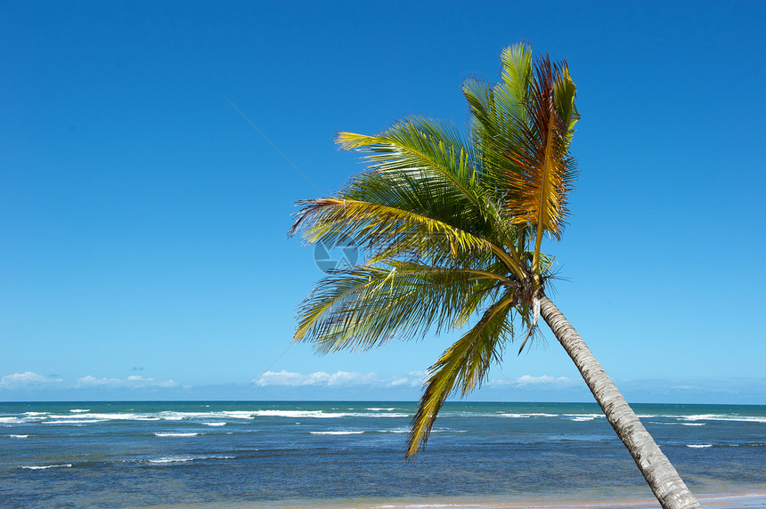 巴西天堂巴西海滩天空异国蓝色气候旅游风景海岸线海景情调海浪图片