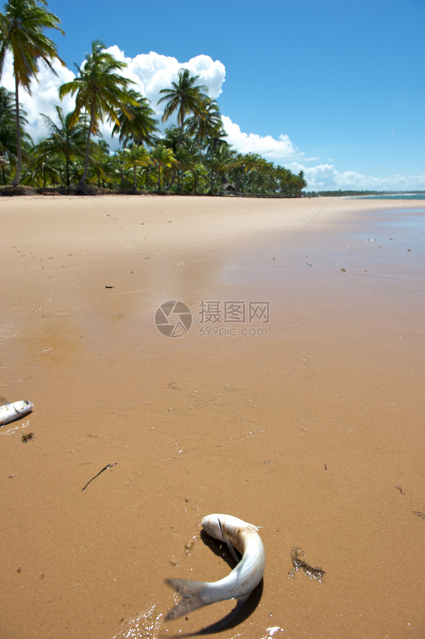 巴西天堂巴西海滩气候天空海岸线异国热带海浪风景蓝色目的地情调图片