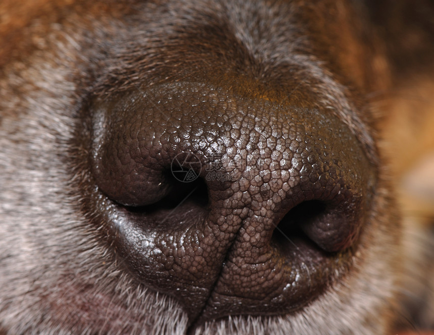 狗的鼻子呼吸恶臭流鼻涕毛皮鼻孔攻击细胞白色狭缝黑色图片