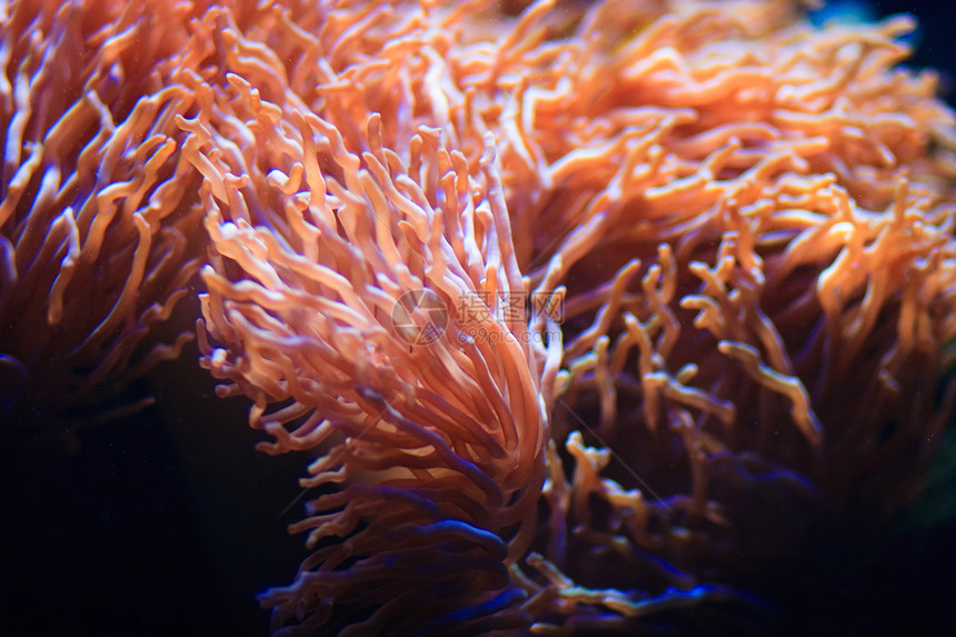 水下世界海滩珊瑚气候晶须热带环礁哺乳动物生物学橙子蓝色图片